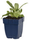 Griffioen - Stachys byz. 'Silver Carpet'