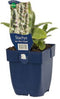 Griffioen - Stachys byz. 'Silver Carpet'