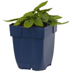 Griffioen - Stachys mon. 'Hummelo'