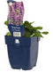 Griffioen - Stachys mon. 'Hummelo'