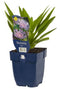 Griffioen - Stokesia laevis