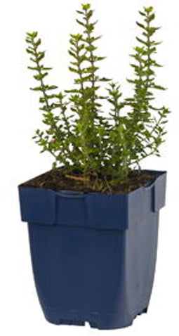 Griffioen - Teucrium lucidrys