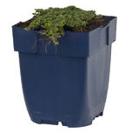 Griffioen - Thymus praecox 'Minor'
