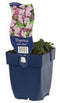 Griffioen - Thymus praecox 'Minor'