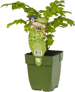 Griffioen - Valeriaan kruid Valeriana officinalis