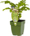 Griffioen - Valeriaan kruid Valeriana officinalis