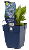 Griffioen - Veronica gentianoides