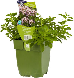 Griffioen - Wilde marjolein kruid Origanum vulgare Compactum