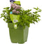 Griffioen - Wilde marjolein kruid Origanum vulgare Compactum