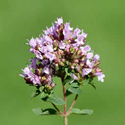 Griffioen - Wilde marjolein