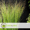 Plant in a Box - Panicum virgatum - Set van 2 - Panicum northwind siergras winterhard - Pot 23cm - Hoogte 40-60cm