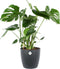 Monstera in ELHO sierpot (zwart) ↨ 80cm - hoge kwaliteit planten