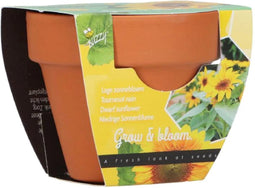 Groeicadeautje Zonnebloem