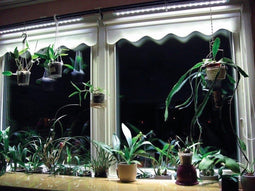 Groeilamp Bloeilamp Linear Spot LED 90cm 30° 45W