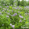 Groenbemester - Zaden Mix 10 soorten (5kg, 800m2) - Bodemverbeteraar - Bevat Onder Andere Niger, Winterrogge, Phacelia Zaad, Mosterdzaad Groenbemester, Japanse Haver - Verhoogt Organische Stofgehalte in Bodem - Verbetert Bodemstructuur - Organifer