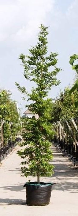 Groenbladige beuk laagstam Fagus sylvatica h 350 cm
