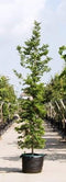 Groenbladige beuk laagstam Fagus sylvatica h 350 cm