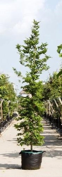 Groenbladige beuk laagstam Fagus sylvatica h 450 cm
