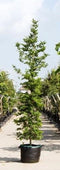 Groenbladige beuk laagstam Fagus sylvatica h 450 cm