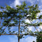 Groene beuk als leiboom Fagus sylvatica h 340 cm st. omtrek 16 cm s...