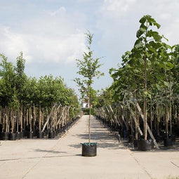 Groene beuk - ‘Fagus sylvatica’ 300 - 400 cm totaalhoogte (10 - 14 cm stamomtrek)