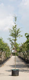 Groene beuk - ‘Fagus sylvatica’ 300 - 400 cm totaalhoogte (10 - 14 cm stamomtrek)