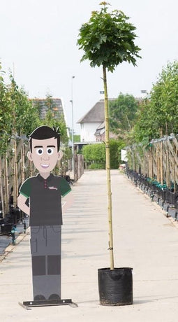 Groene bol esdoorn 220 cm stamhoogte | Acer pl. 'Globosum' 14-18 cm 220 cm| Bomenbezorgd.nl