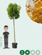 Groene bol esdoorn 220 cm stamhoogte | Acer pl. 'Globosum' 14-18 cm 220 cm| Bomenbezorgd.nl