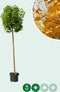 Groene bol esdoorn 220 cm stamhoogte | Acer pl. 'Globosum' 14-18 cm 220 cm| Bomenbezorgd.nl