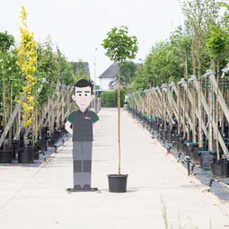 Groene bol esdoorn - 'Acer pl. Globosum' 180 cm stamhoogte (6 - 10 cm stamomtrek)