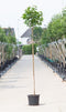 Groene bol esdoorn - 'Acer pl. Globosum' 180 cm stamhoogte (6 - 10 cm stamomtrek)