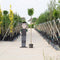Groene bol esdoorn Acer pl. Globosum h 240 cm st. omtrek 8 cm st. h...