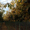 Groene bol esdoorn Acer pl. Globosum h 240 cm st. omtrek 8 cm st. h...
