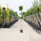 Groene bol esdoorn Acer pl. Globosum h 240 cm st. omtrek 8 cm st. h...