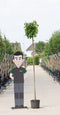 Groene bol esdoorn Acer pl. Globosum h 240 cm st. omtrek 8 cm st. h...
