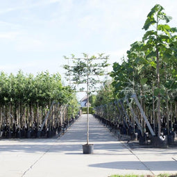 Groene leibeuk 180 cm | Fagus sylvatica 8-12 cm 180 cm| Bomenbezorgd.nl