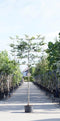 Groene leibeuk 180 cm | Fagus sylvatica 8-12 cm 180 cm| Bomenbezorgd.nl