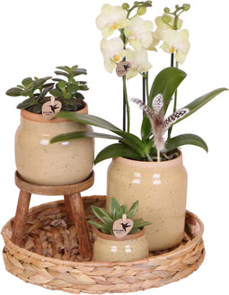 Groene planten met gele Phalaenopsis orchidee in Vintage khaki sierpotten en hyacinth dienblad