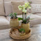 Groene planten met gele Phalaenopsis orchidee in Vintage khaki sierpotten en hyacinth dienblad