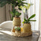 Groene planten met gele Phalaenopsis orchidee in Vintage khaki sierpotten en hyacinth dienblad