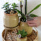 Groene planten met gele Phalaenopsis orchidee in Vintage khaki sierpotten en hyacinth dienblad