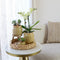 Groene planten met gele Phalaenopsis orchidee in Vintage khaki sierpotten en hyacinth dienblad
