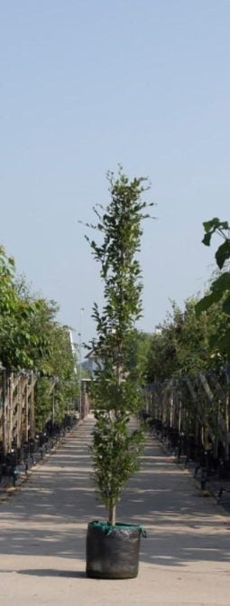 Groene zuilbeuk | Fagus sylvatica 'Dawyck' 20-40 cm| Bomenbezorgd.nl