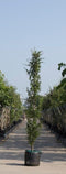 Groene zuilbeuk | Fagus sylvatica 'Dawyck' 20-40 cm| Bomenbezorgd.nl