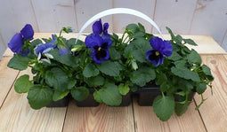 Grootbollige violen blauw 6 stuks