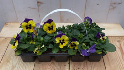 Grootbollige violen geel/paars 6 stuks