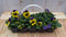 Grootbollige violen geel/paars 6 stuks