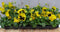 Grootbollige violen geel/rood 18 stuks