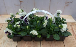 Grootbollige violen wit/paars 6 stuks