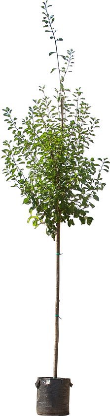 Grote pruimenboom Opal Prunus d. Opal 350 cm